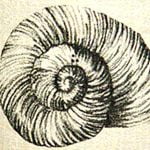 2009 Blanc de Noir - shelter winery - espe & wolf - Baden