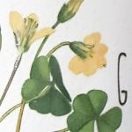 2020 Grillo – Naturalmente Bio – Sicilia DOC – Caruso & Minini