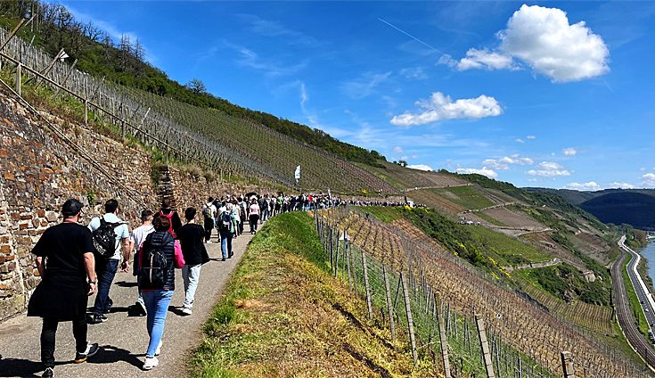 Mittelrheinischer Weinfrühling im Bopparder Hamm 2023