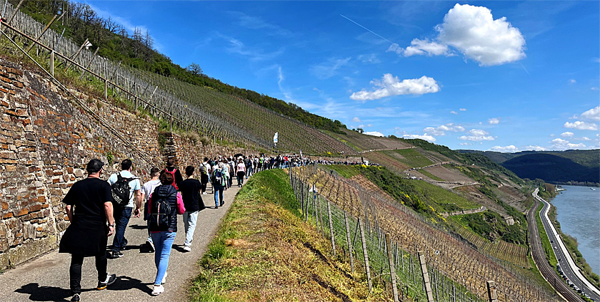 Mittelrheinischer Weinfrühling im Bopparder Hamm 2023